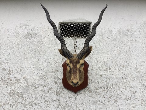 Die Jagdtrophäen .
Antilope mit gedrehten Hörnern.
2400, - kr.